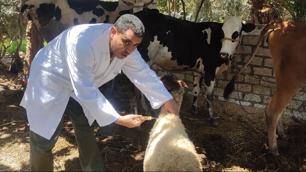 رابط وخطوات التقديم في وظائف طبيب بيطري 2026، فيتو