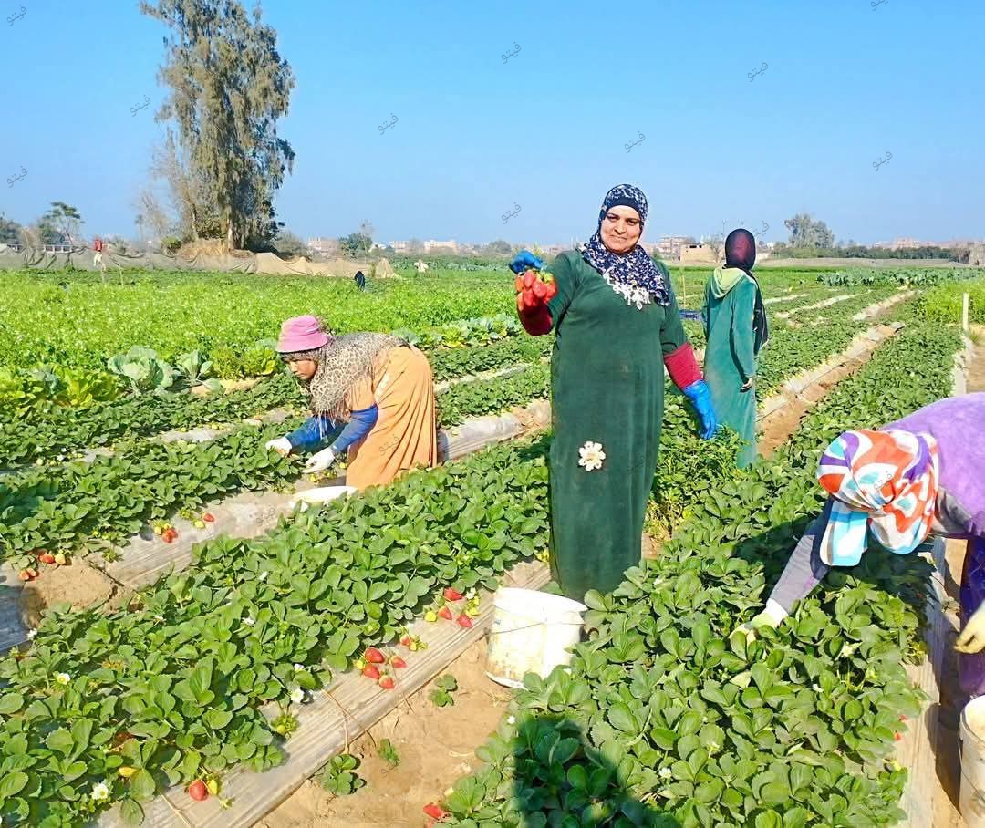 حصاد محصول الفراولة بالقليوبية،فيتو 