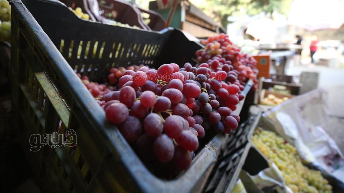 اسعار الفاكهة