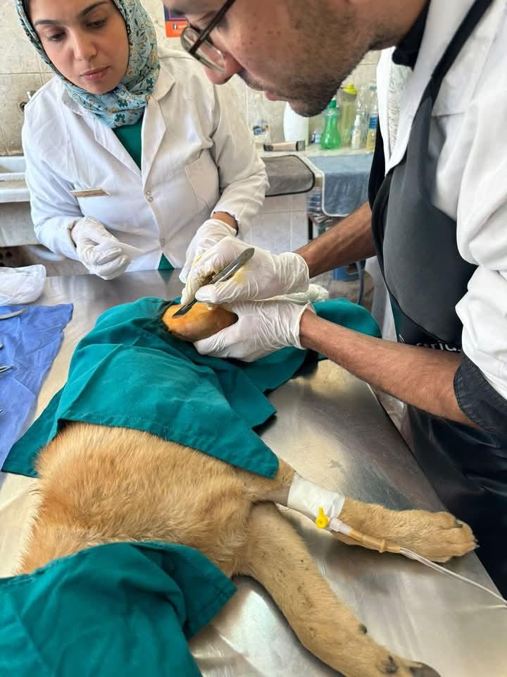 الطب البيطري بالغربية يجري جراحة لإنقاذ كلب