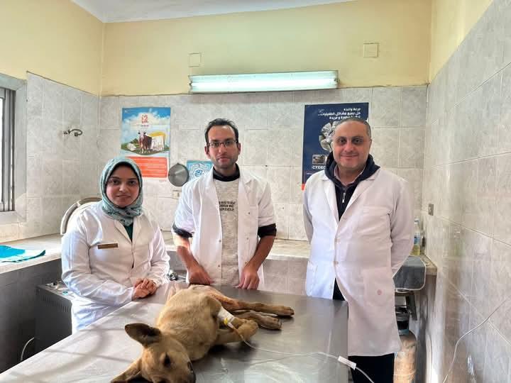 الطب البيطري بالغربية يجري جراحة لإنقاذ كلب