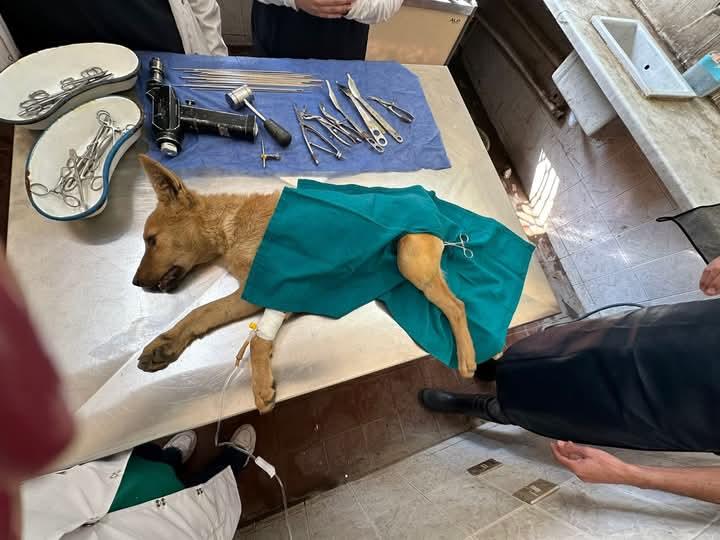 الطب البيطري بالغربية يجري جراحة لإنقاذ كلب