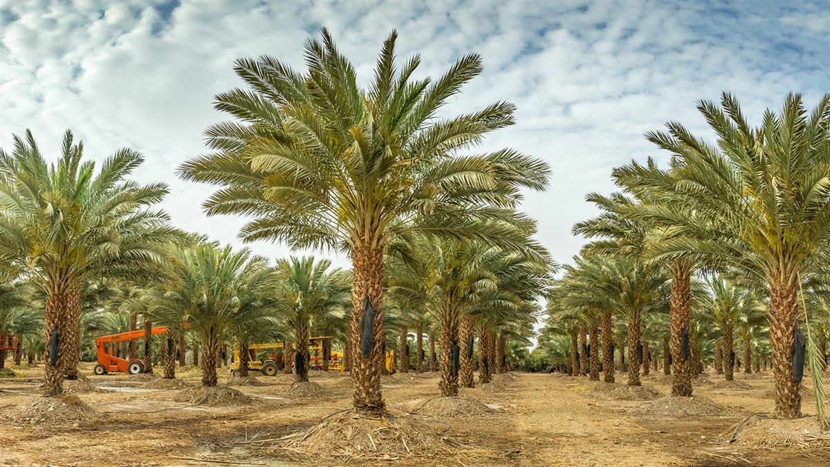 تميم الضوي: صادرات التمور المصرية قفزت إلى 147 مليون دولار في 2025