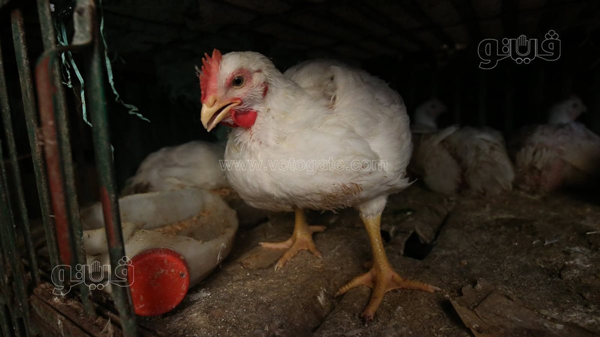 <strong>اسعار الفراخ اليوم </strong>