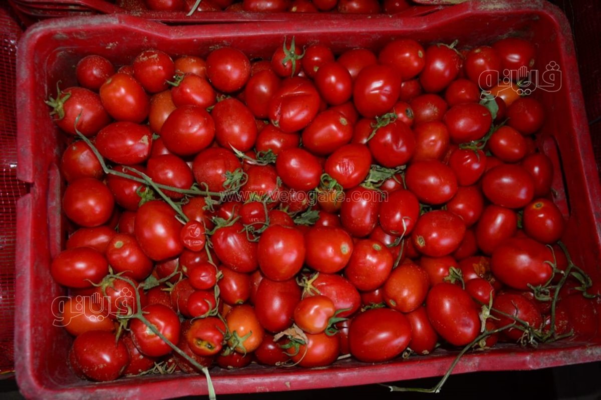 <strong>أسعار الخضار </strong>