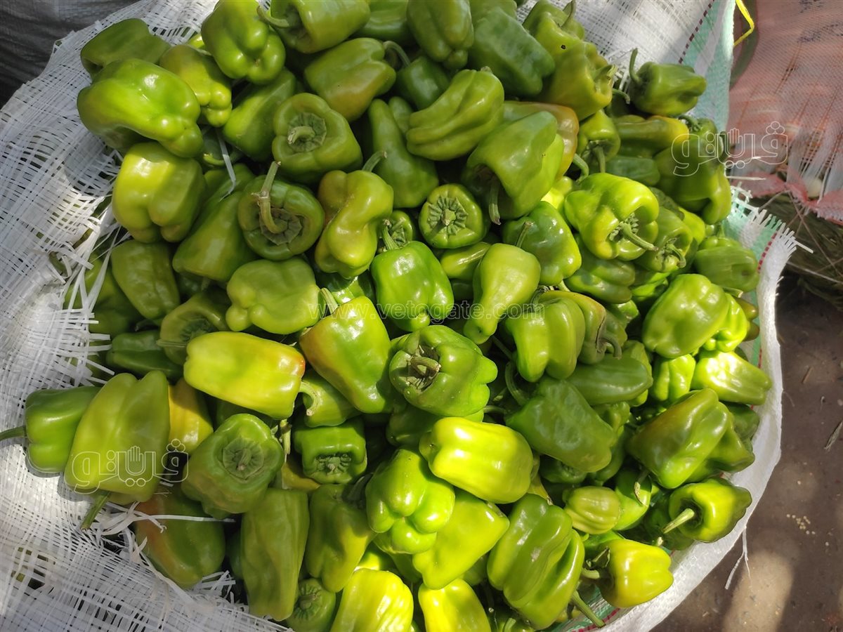 <strong>أسعار الخضار </strong>