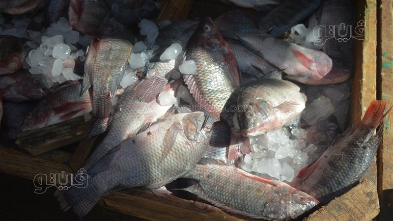 <strong>اسعار السمك </strong>