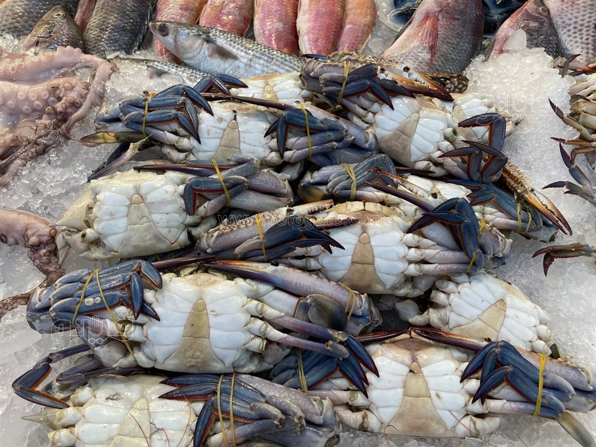 <strong>اسعار السمك </strong>