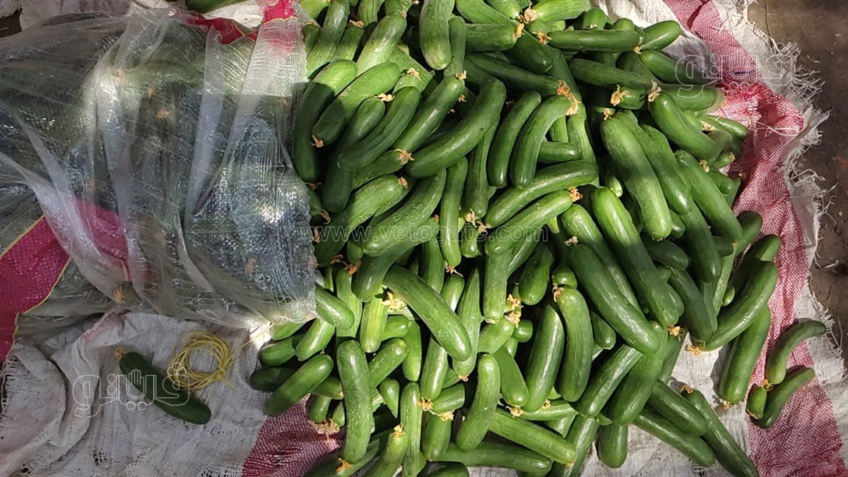 سعر الخضار اليوم