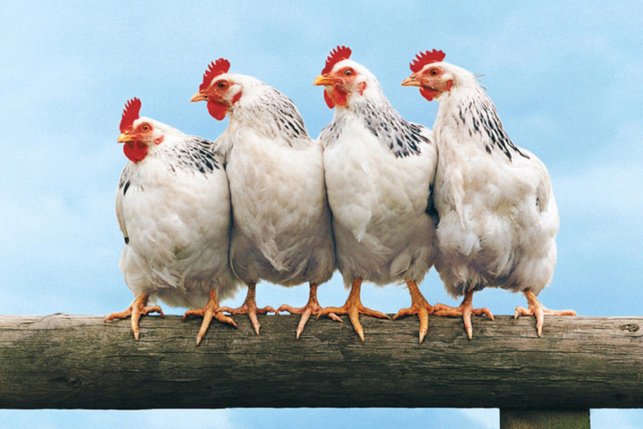 <strong>أسعار الفراخ</strong>