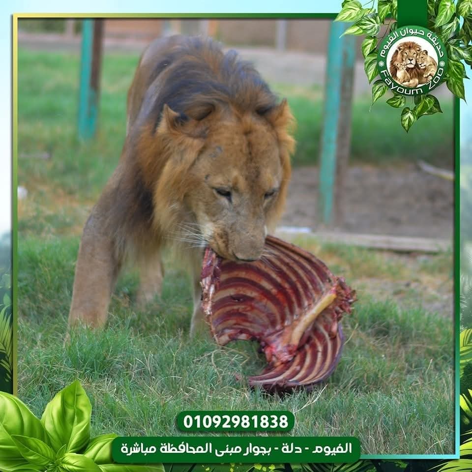 صور متداولة لاسد حديقة الفيوم 