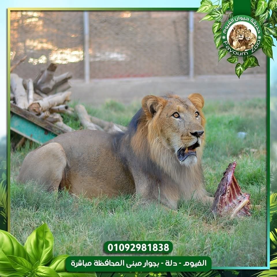 صور متداولة للأسد حديقة الفيوم