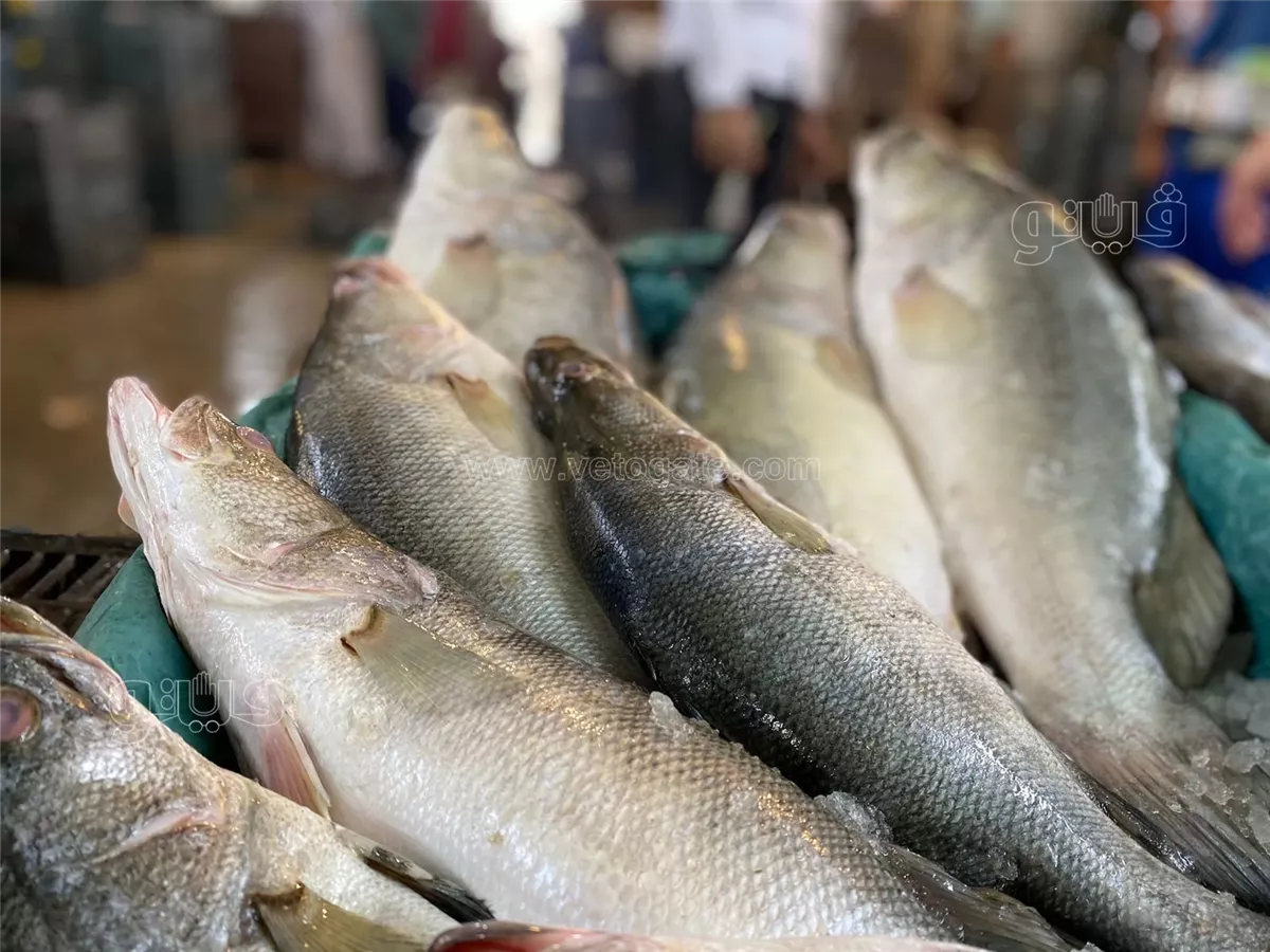 <strong>سعر السمك</strong>
