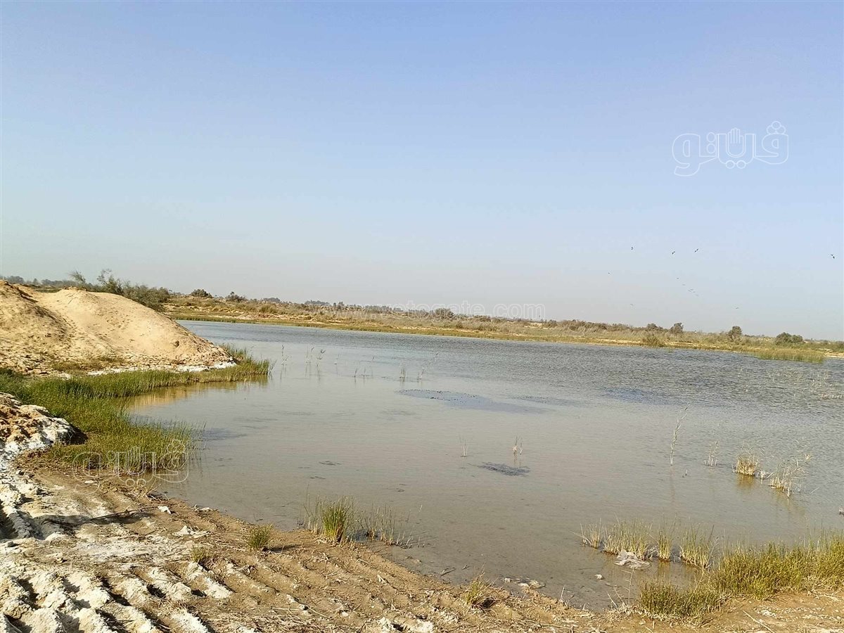 برك الشرقية،قبلة الملوك والرؤساء ومحبي وهواة صيد البط المهاجر من أوروبا،فيتو1