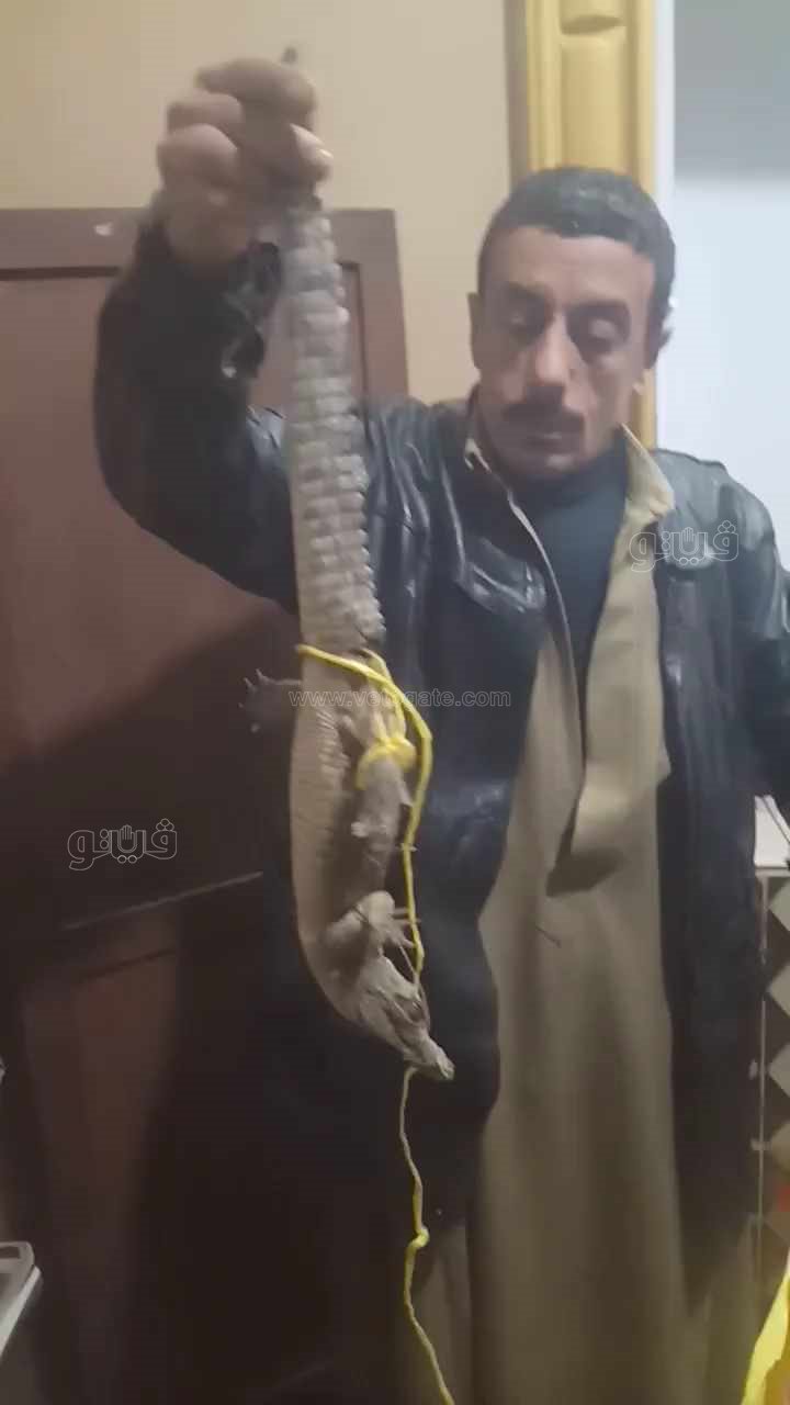 تمساح بحرابو الاخضربعد نقله لحديقة حيوانات الزقازيق،فيتو