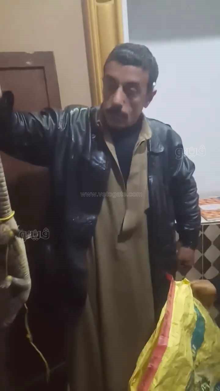 تمساح بحرابو الاخضربعد نقله لحديقة حيوانات الزقازيق،فيتو1