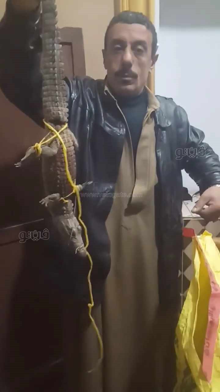 تمساح بحرابو الاخضربعد نقله لحديقة حيوانات الزقازيق،فيتو2