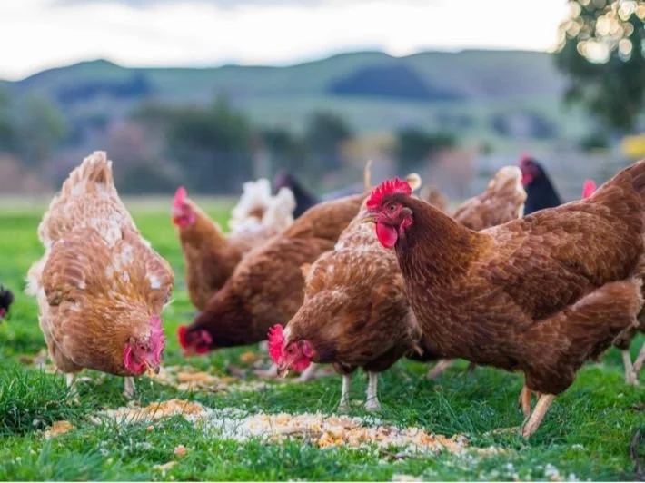 <strong>سعر الفراخ </strong>