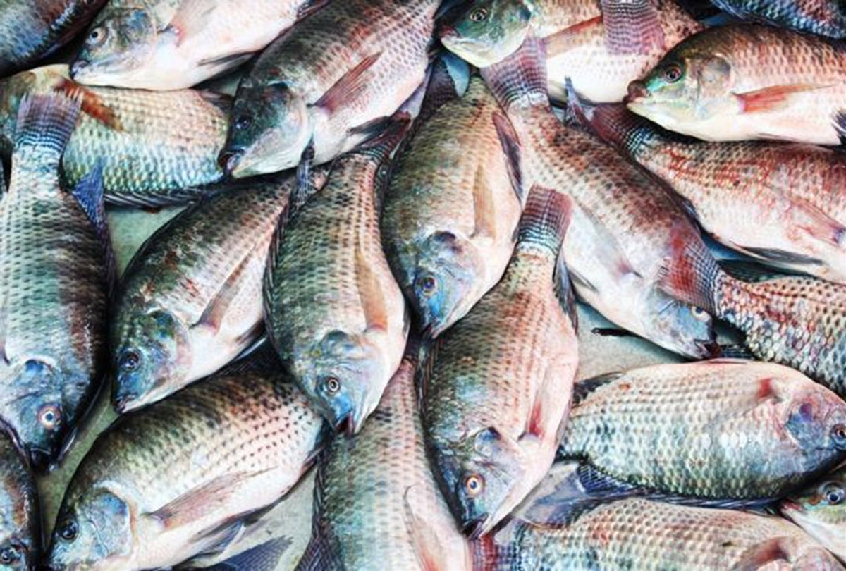 <strong>سعر السمك</strong>