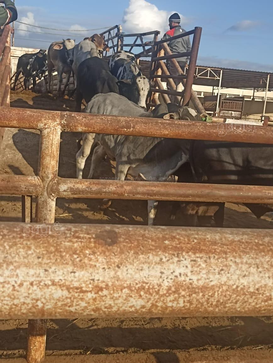 وصول عدد من العجول لأرض لمحطة التسمين ببورسعيد، فيتو 