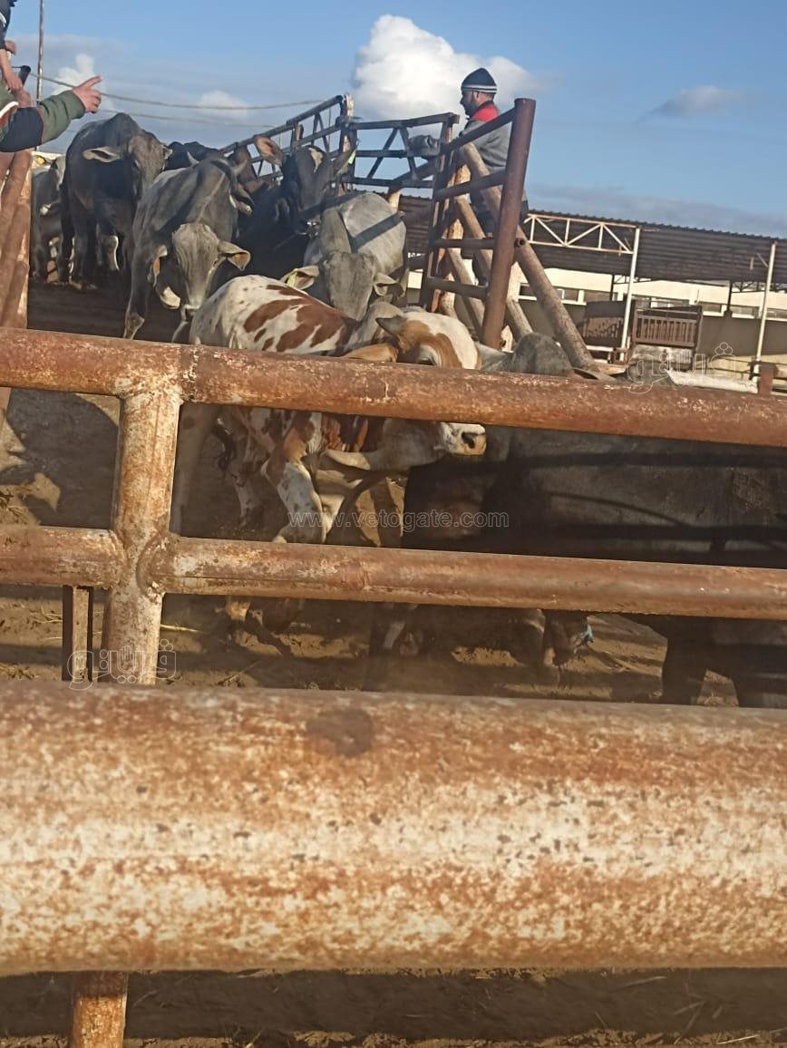 وصول عدد من العجول لأرض لمحطة التسمين ببورسعيد، فيتو 