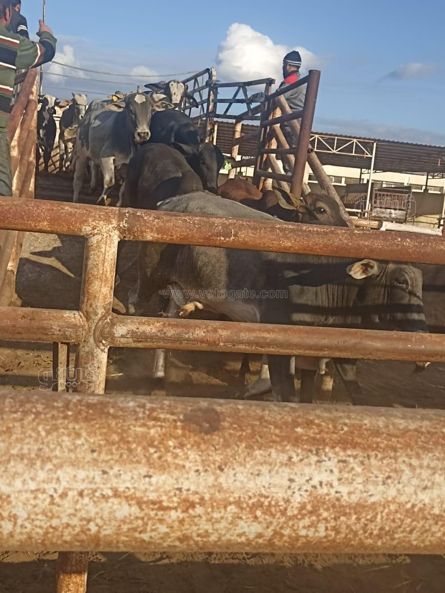وصول عدد من العجول لأرض لمحطة التسمين ببورسعيد، فيتو 