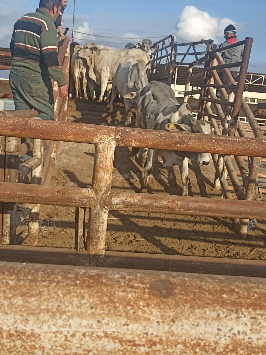 وصول عدد من العجول لأرض لمحطة التسمين ببورسعيد، فيتو 