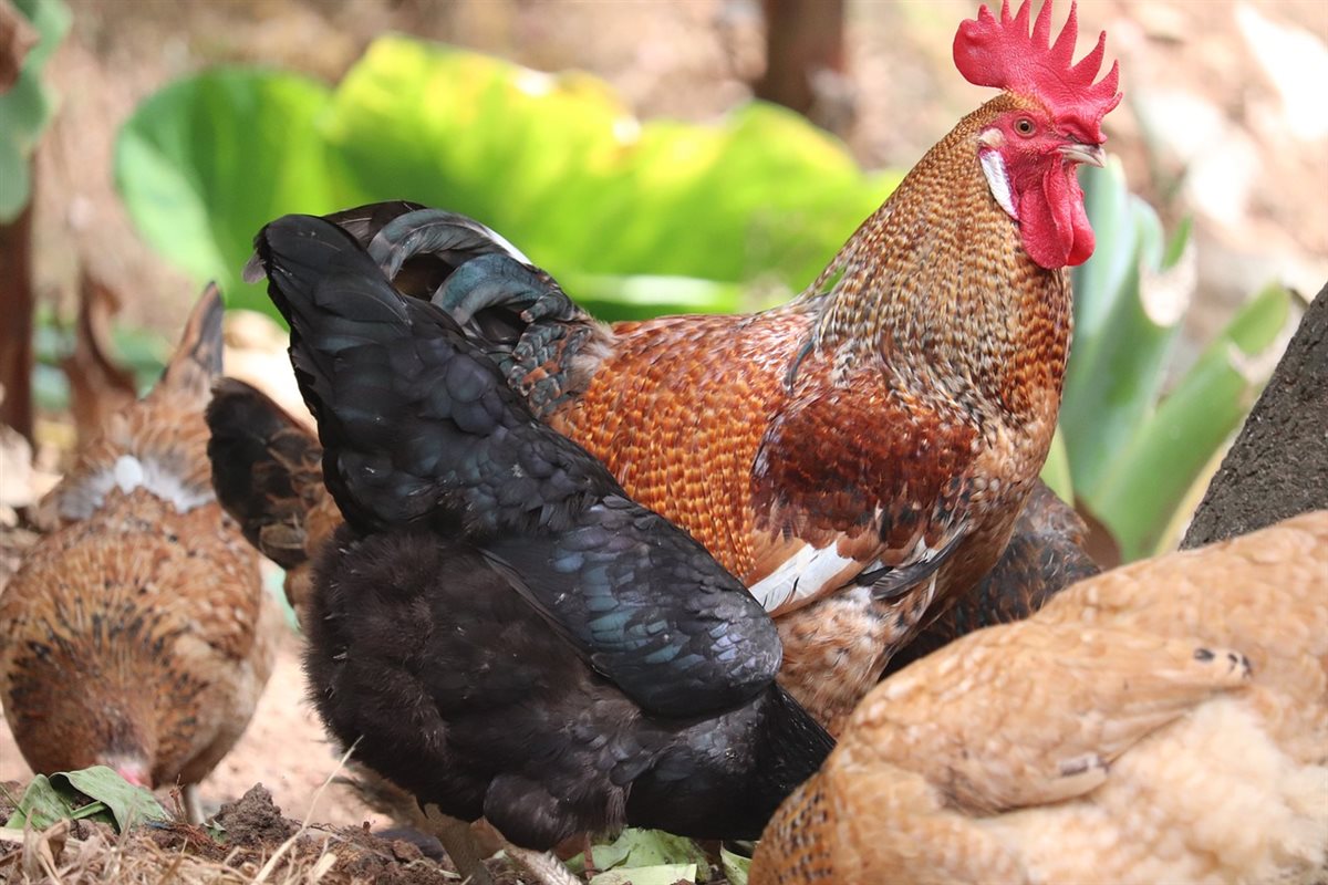 <strong>سعر الفراخ</strong>