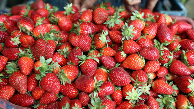 <strong>سعر الفاكهة</strong>