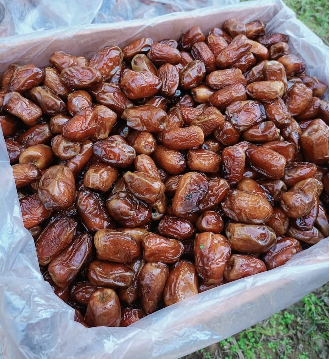 <strong>اسعار البلح</strong>