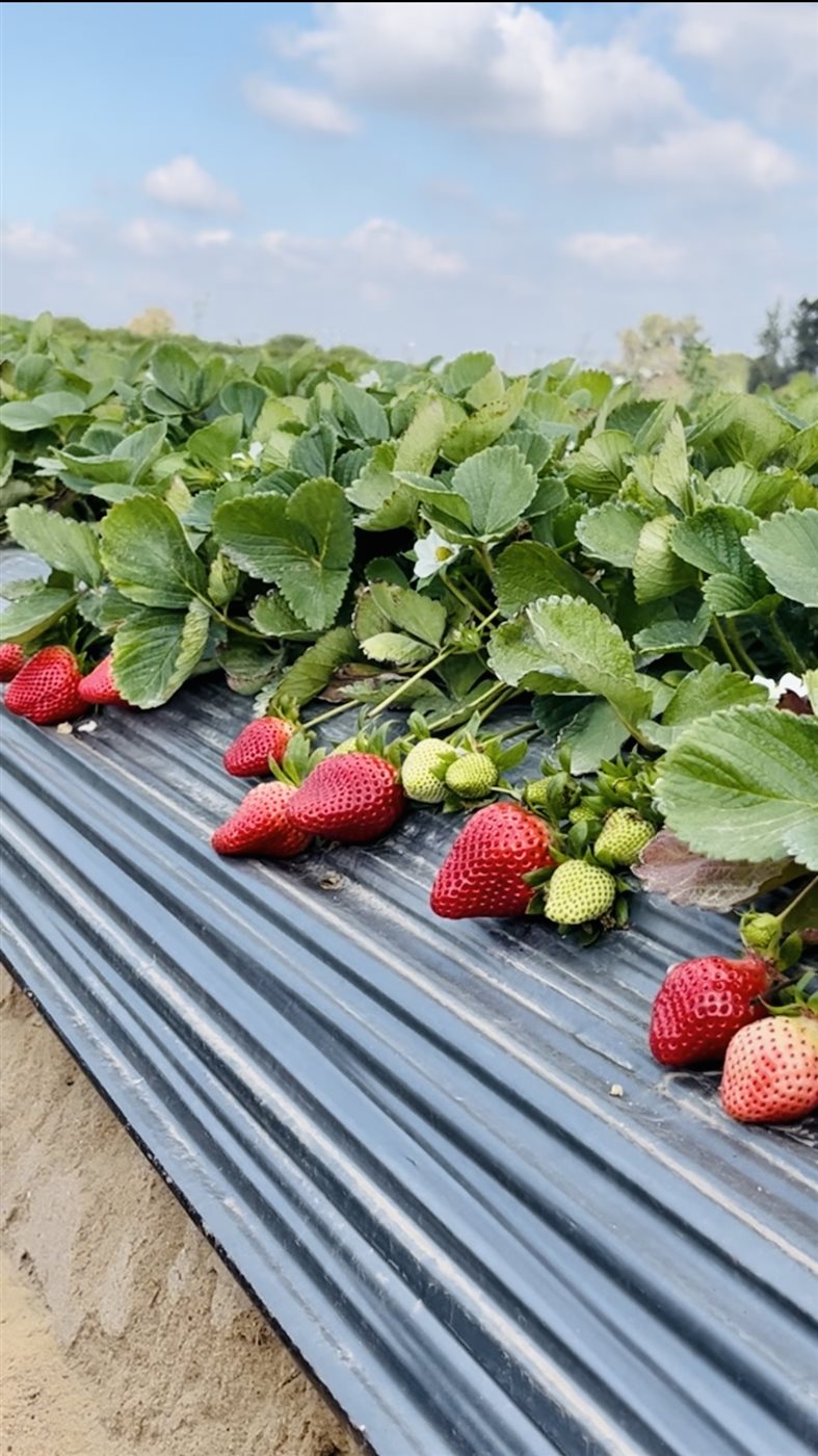 حصاد محصول الفراولة في البحيرة، فيتو