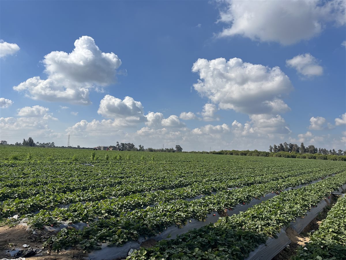 حصاد محصول الفراولة في البحيرة، فيتو