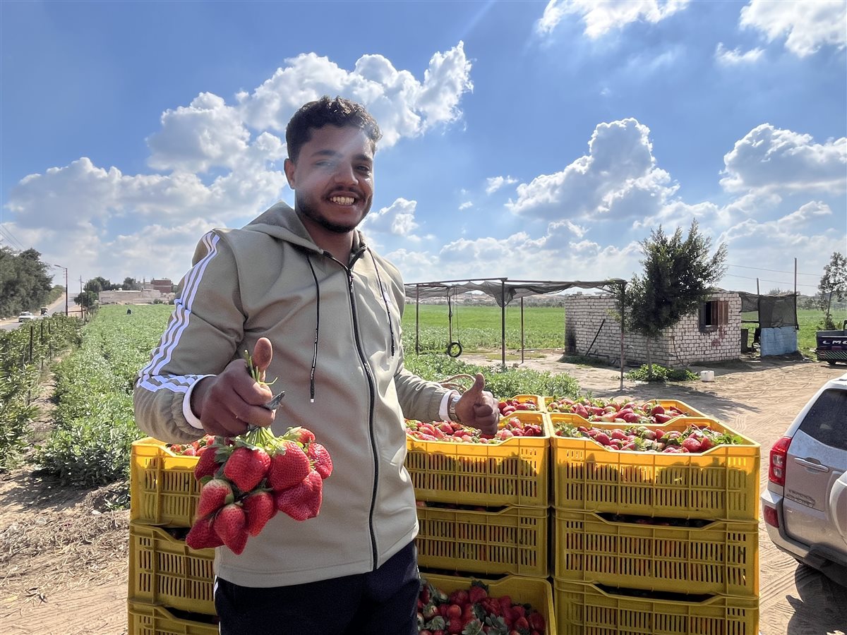 حصاد محصول الفراولة في البحيرة، فيتو