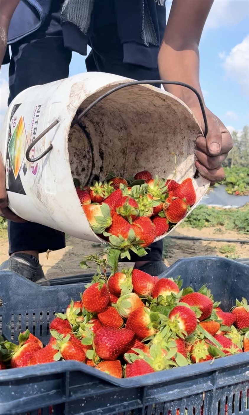 حصاد محصول الفراولة في البحيرة، فيتو