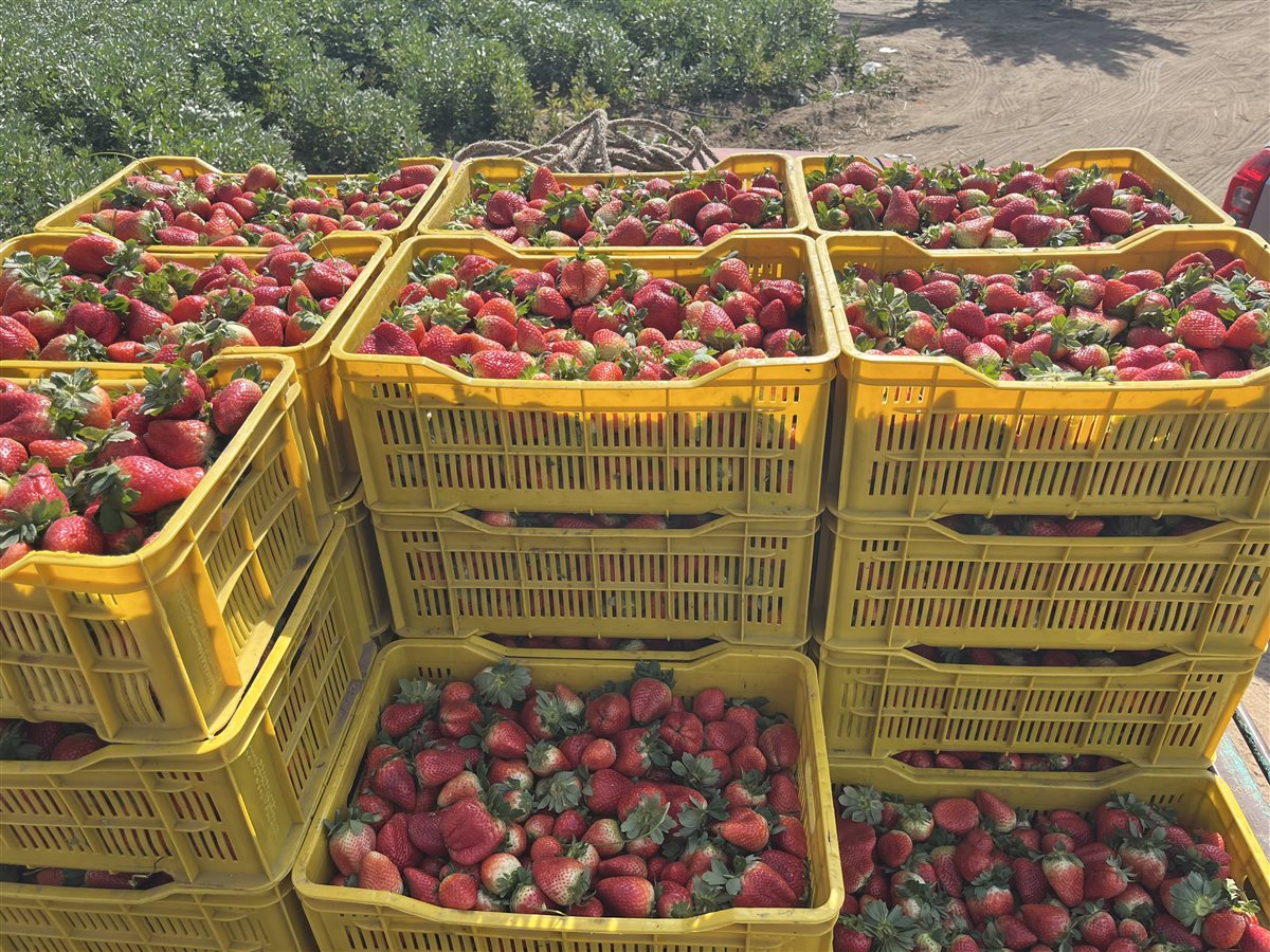 حصاد محصول الفراولة في البحيرة، فيتو