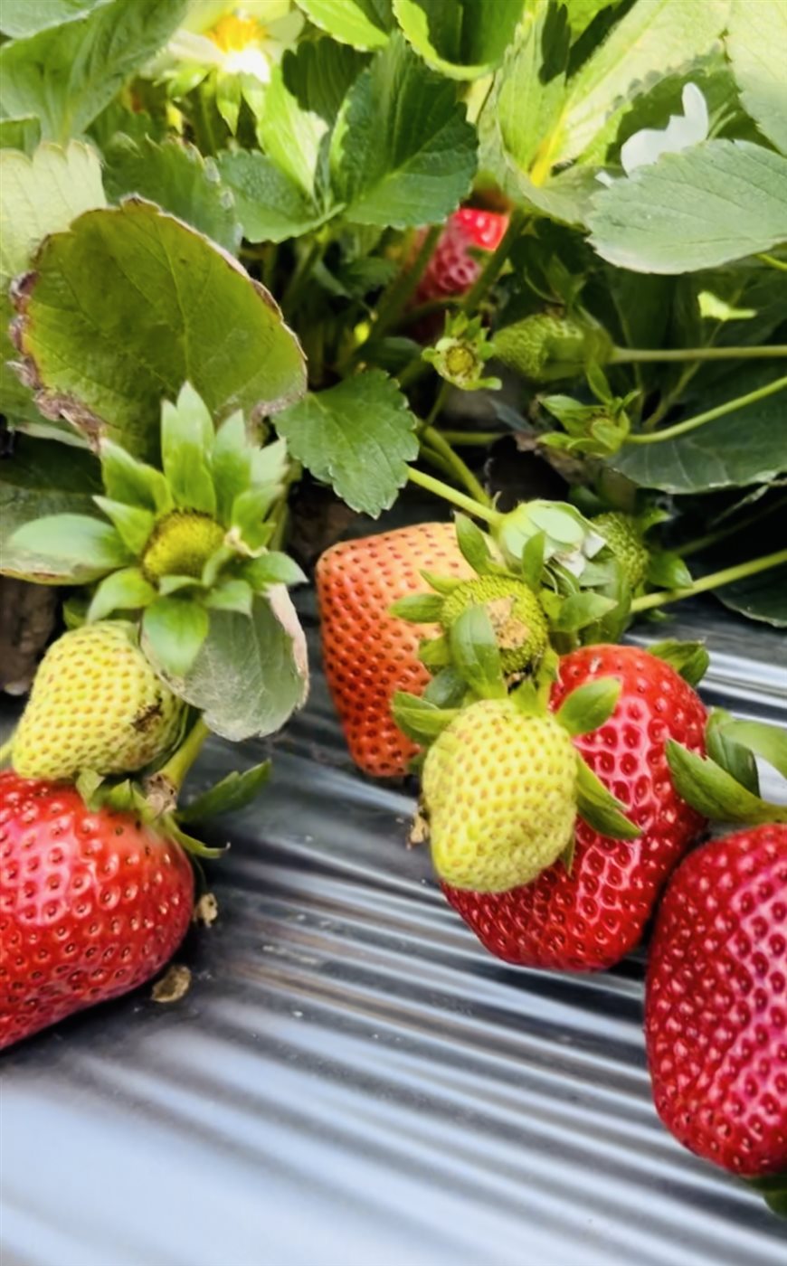 حصاد محصول الفراولة في البحيرة، فيتو