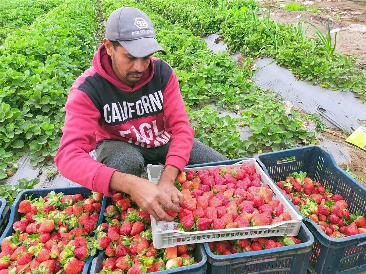 حصاد محصول الفراولة في البحيرة، فيتو