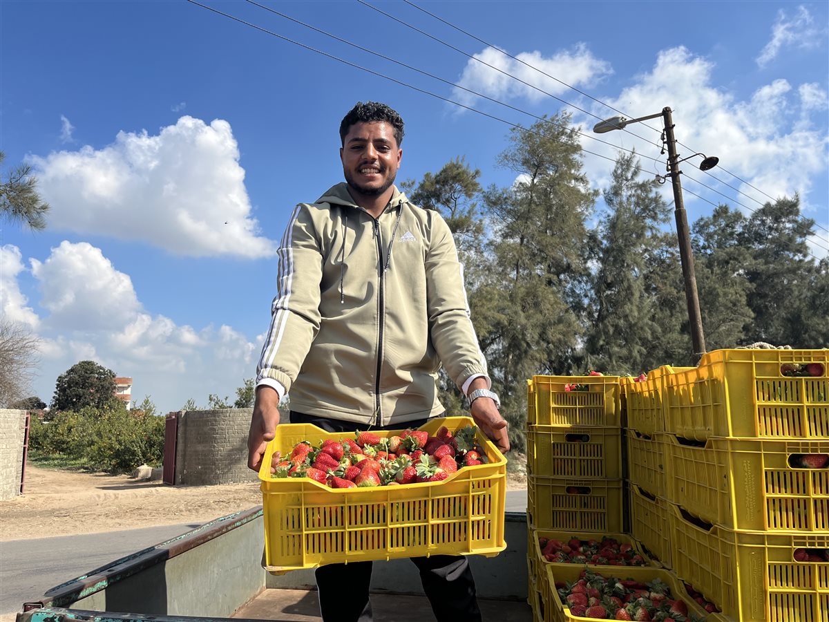 حصاد محصول الفراولة في البحيرة، فيتو