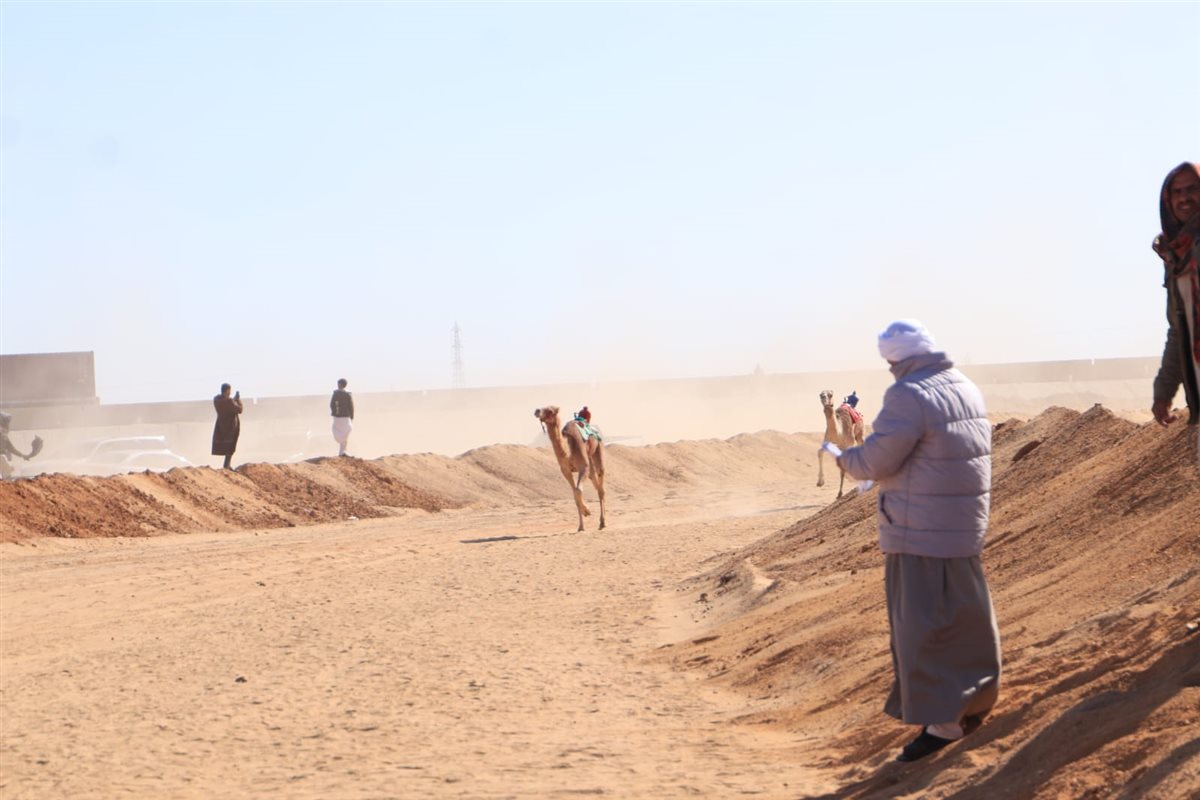 جانب من سباقات اليوم،فيتو