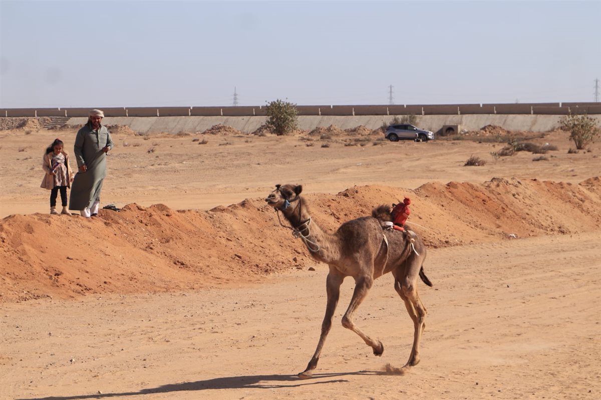 جانب من سباقات اليوم،فيتو