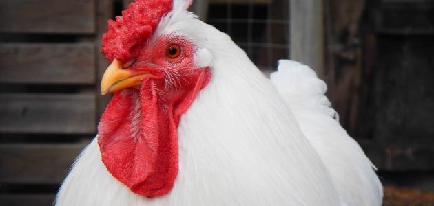 <strong>سعر الفراخ</strong>