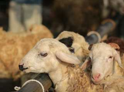 قلة عدد رؤوس الماشية بالمغرب، فيتو