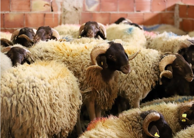 منع ذبح الضحية في عيد الأضحى، فيتو