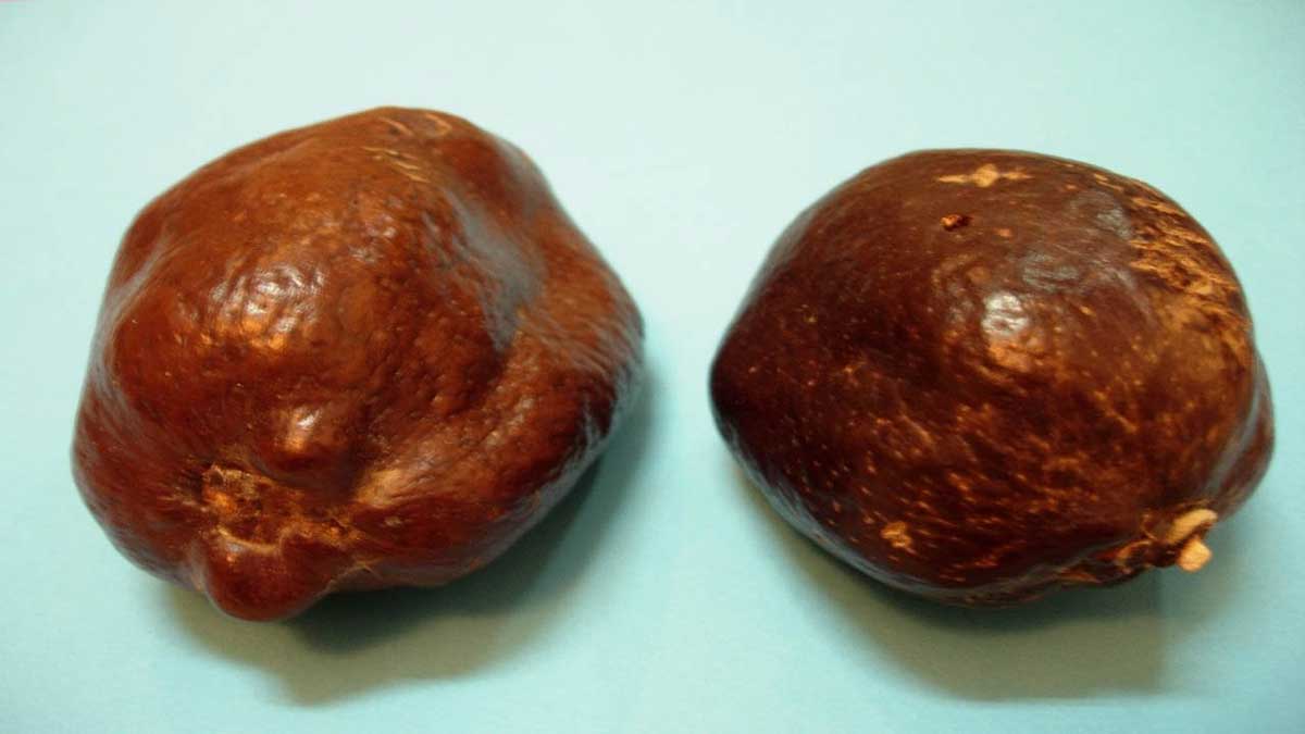 فوائد الدوم