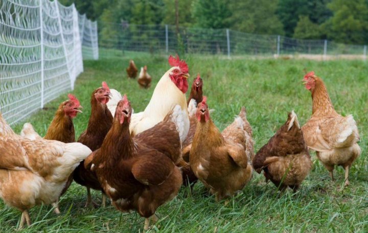 <strong>سعر الفراخ اليوم</strong>