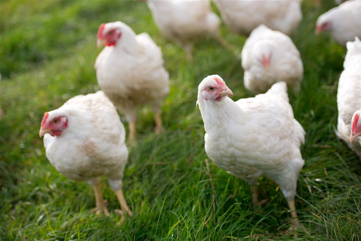 <strong>سعر الفراخ اليوم</strong>