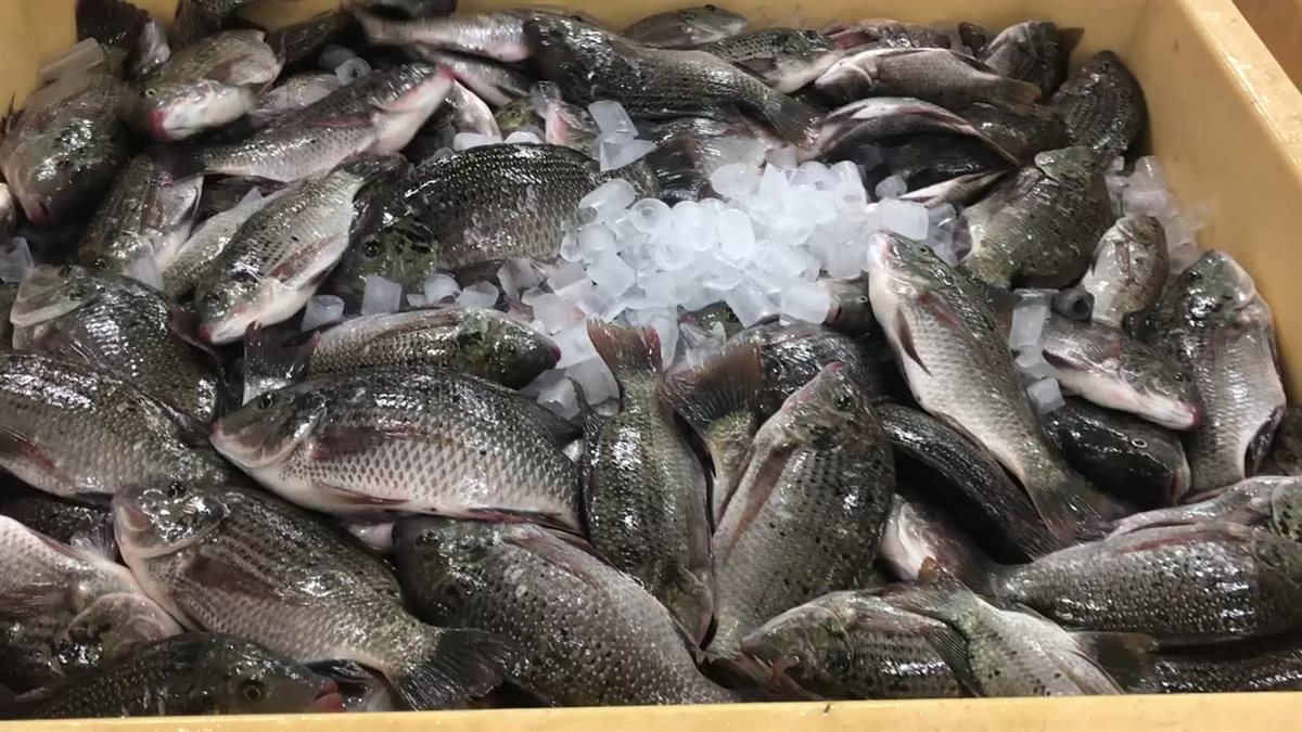 <strong>أسعار السمك</strong>