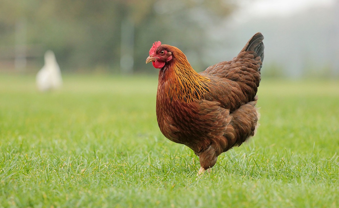 <strong>سعر الفراخ اليوم</strong>