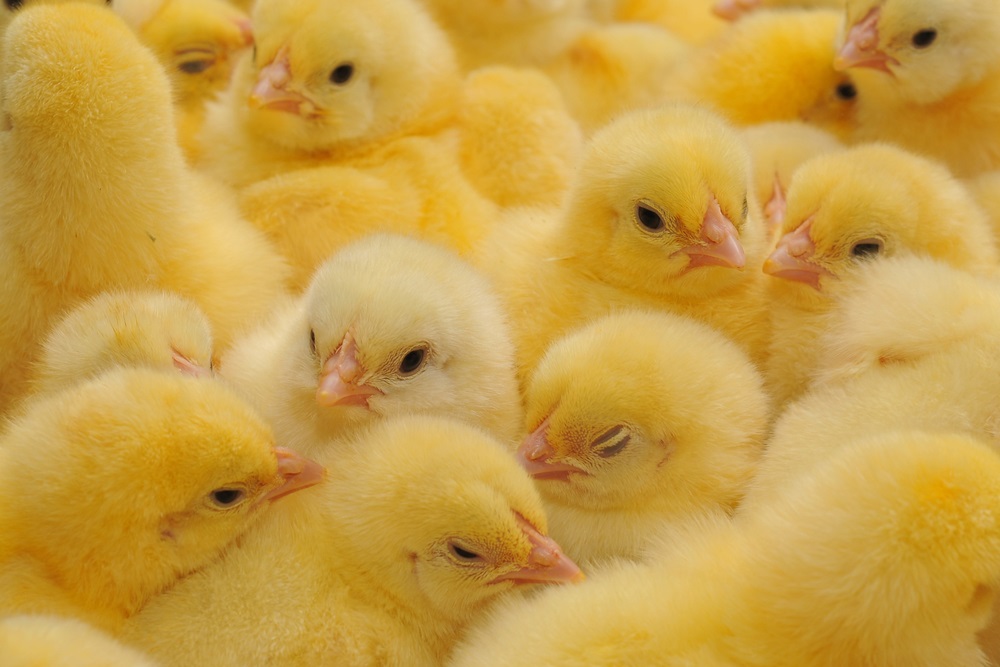 <strong>أسعار الكتكوت</strong>