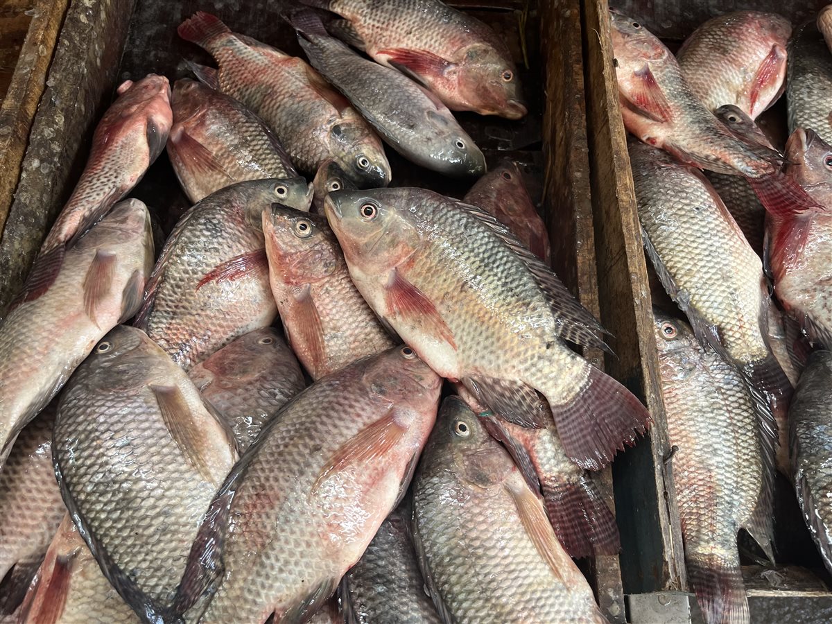 اسعار الأسماك اليوم بالبحيرة، فيتو